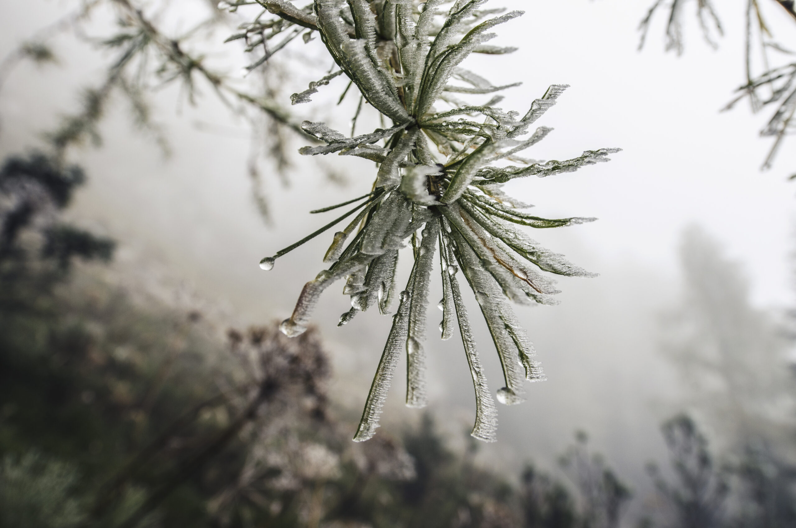 frozen pine branch with ice frost scaled Ледяной дождь и сильный ветер обрушатся на Мордовию
