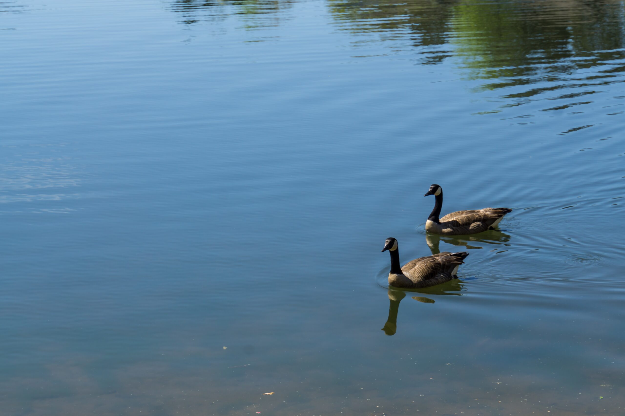 high angle closeup shot two ducks swimming lake scaled Жителей Мордовии приглашают покормить птиц