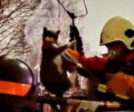 kota spasli v moskve e1736728953395 В московском парке «Зарядье» спасли кота, который три дня просидел на дереве: спасательная операция поразила