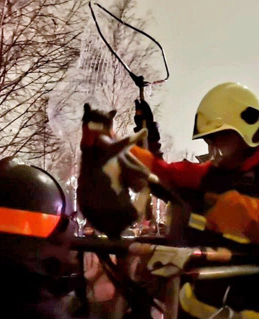 В московском парке «Зарядье» спасли кота, который три дня просидел на дереве: спасательная операция поразила