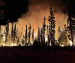 Фото: commons.wikimedia.org/U.S. Forest Service- Pacific Northwest Region/Public domain