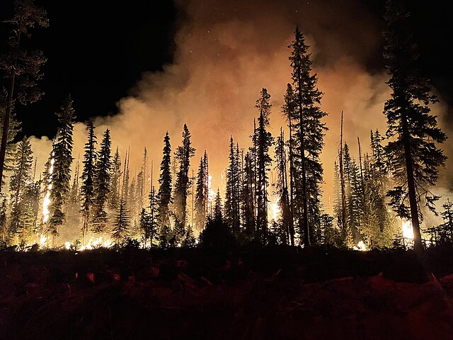 Фото: commons.wikimedia.org/U.S. Forest Service- Pacific Northwest Region/Public domain