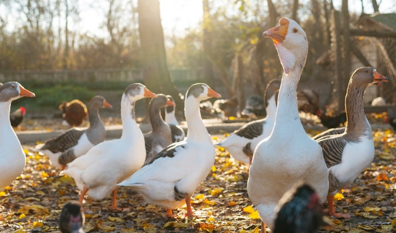 screenshot 184 В Мордовии стартовало массовое прививание от гриппа домашних птиц