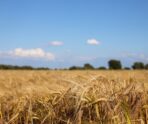 shallow focus shot wheat field with blurry blue sky За год Мордовия вложила 2,3 млрд рублей в развитие сельских территорий