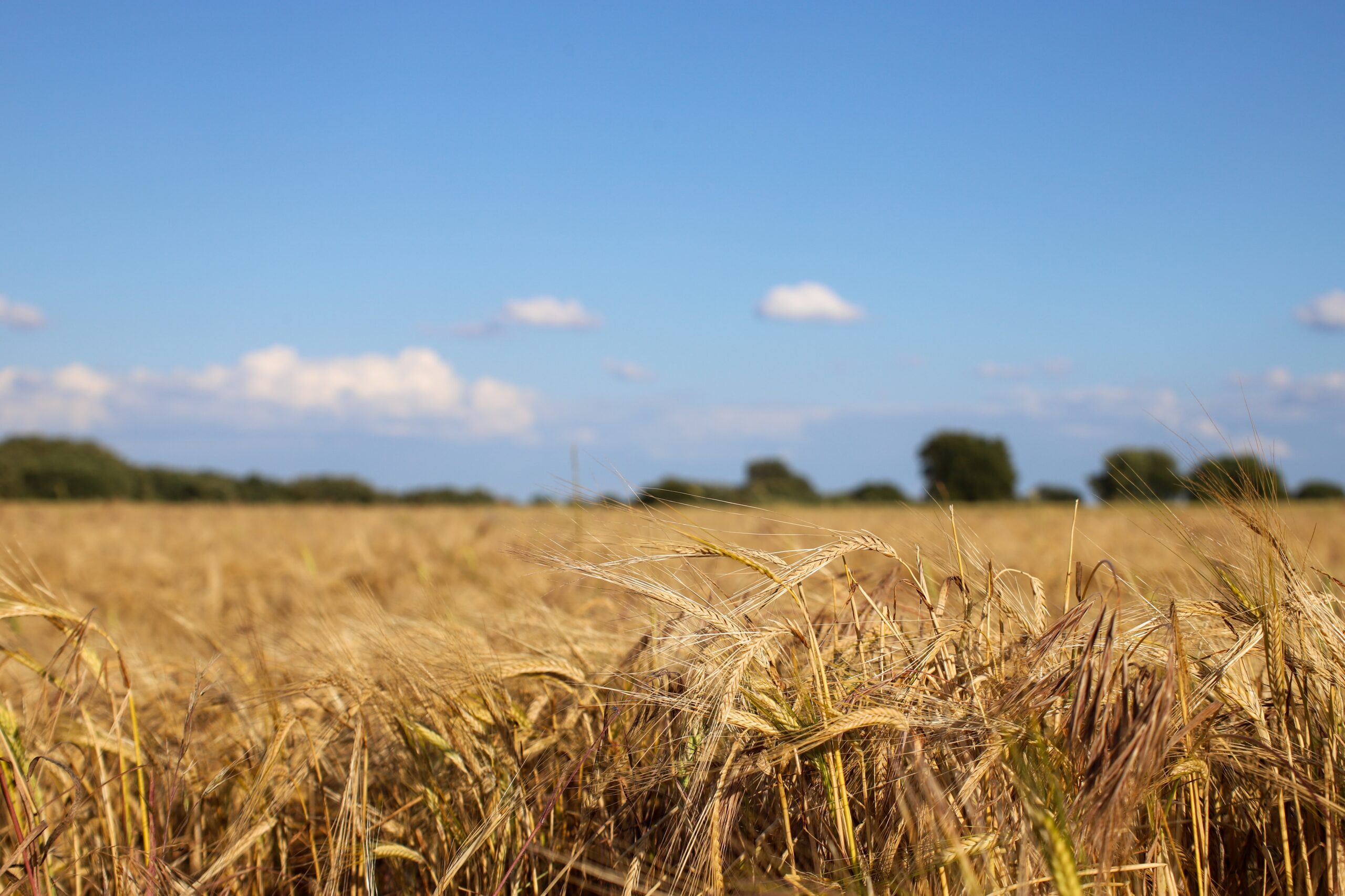 shallow focus shot wheat field with blurry blue sky scaled За год Мордовия вложила 2,3 млрд рублей в развитие сельских территорий