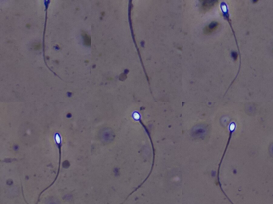 фото: commons.wikimedia.org/автор Александр Клепнев/Creative Commons Attribution 4.0 International.