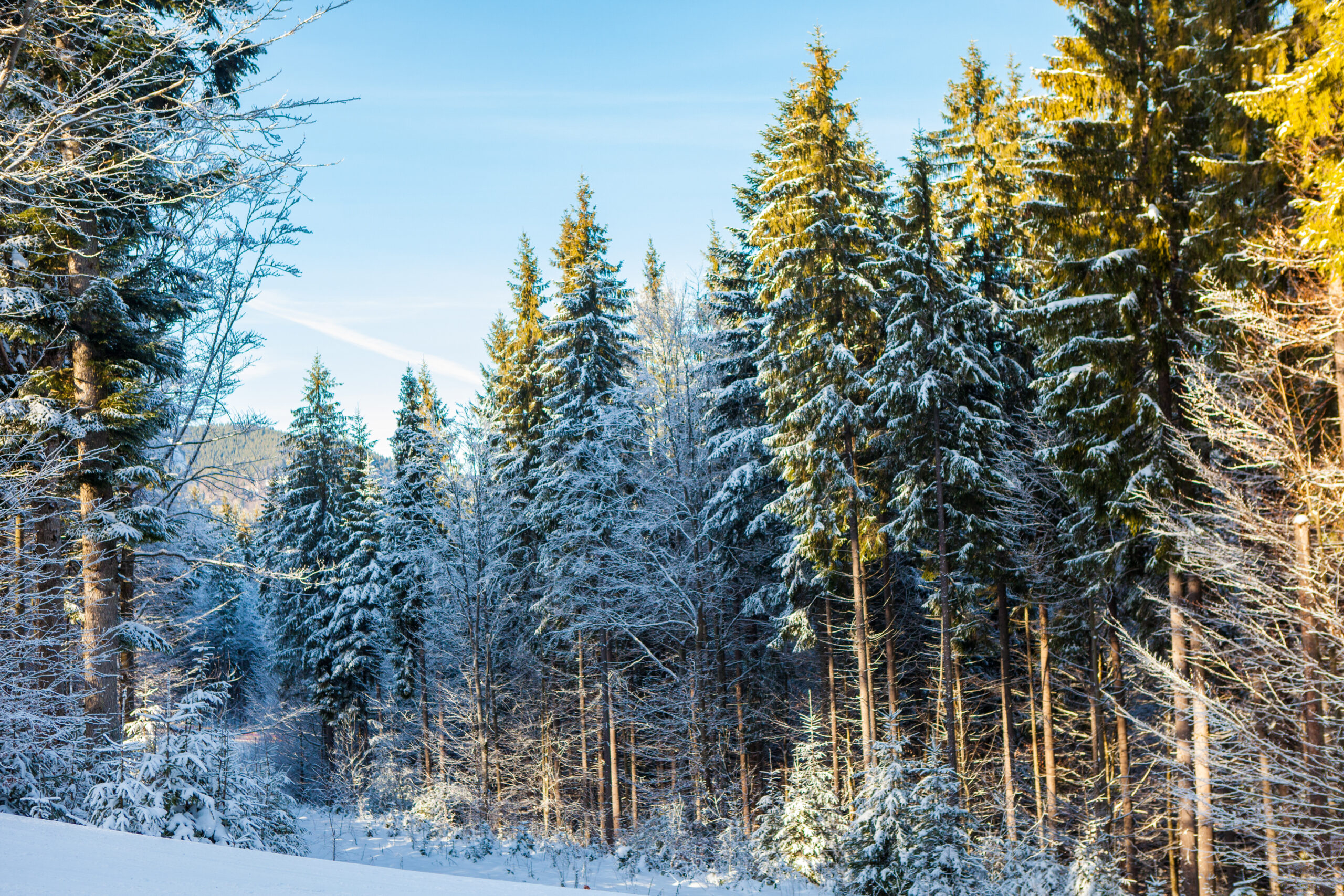 view beautiful snowy mountains forests 1 scaled Лесам Мордовии грозит серьёзная угроза - очаги болезни разрастаются