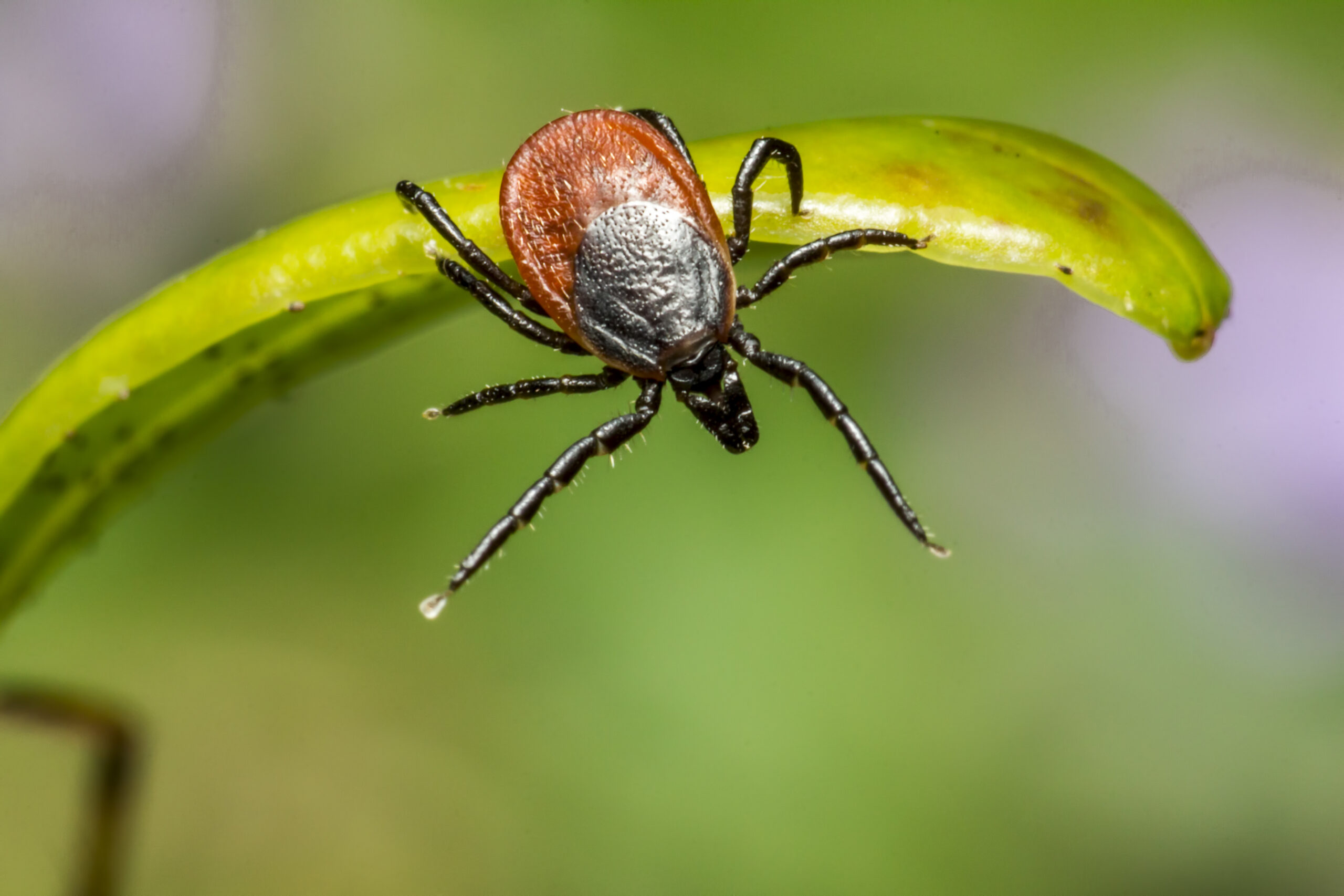 brown spider green leaf close up scaled Нашествие клещей ожидается в Мордовии