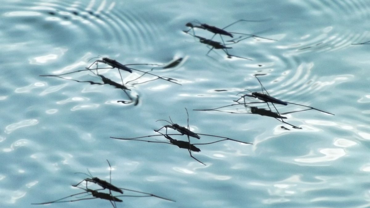 фото: pxhere.com/CC0