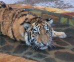 tigr zevs umer Стала известна трагическая причина смерти в Ленинградском зоопарке тигра Зевса, подаренного Мариуполем  