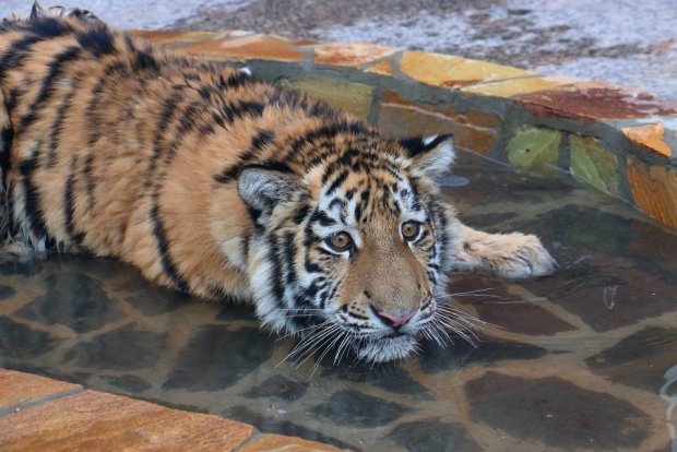 tigr zevs umer Стала известна трагическая причина смерти в Ленинградском зоопарке тигра Зевса, подаренного Мариуполем  