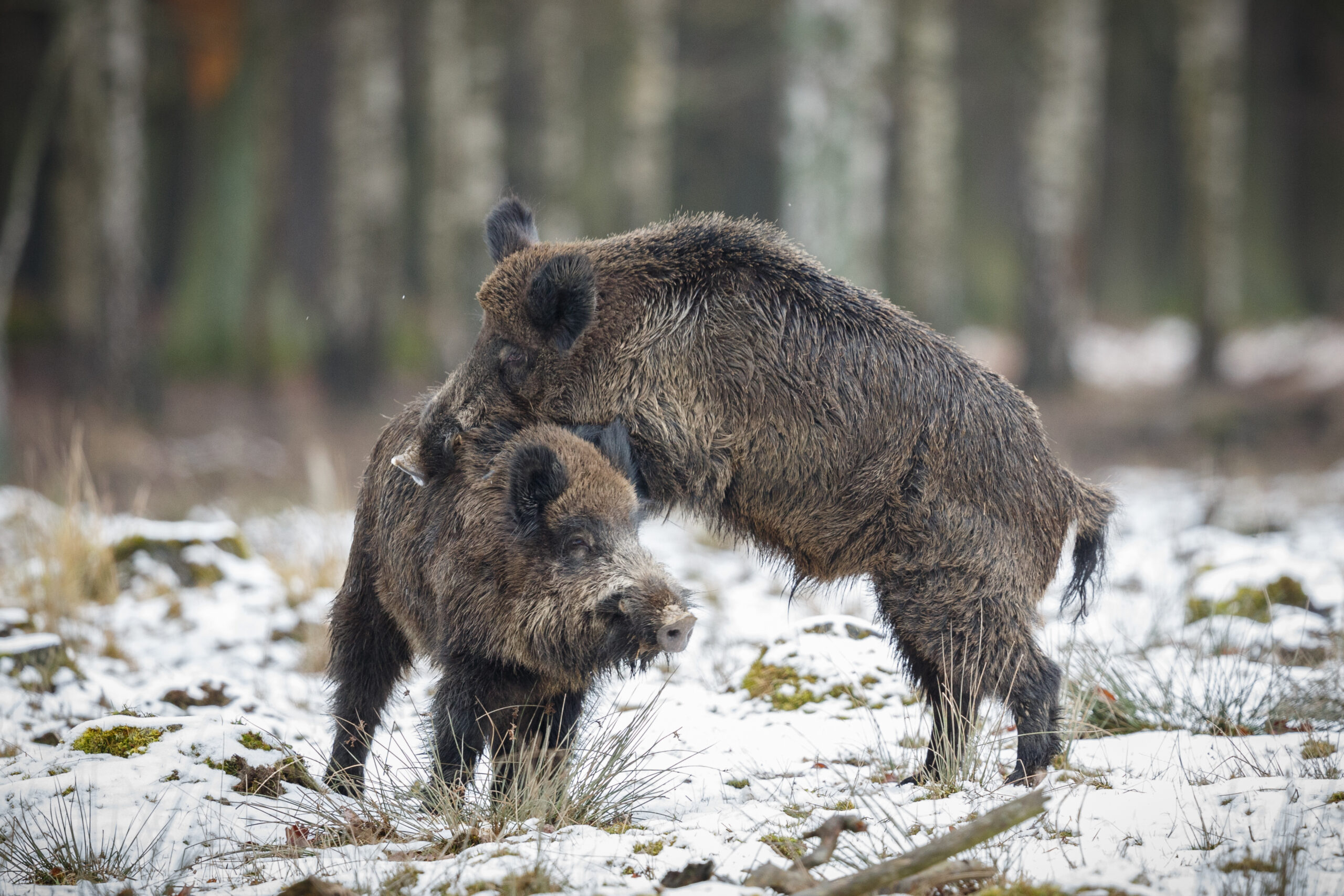 wild boar nature habitat dangerous animal forest czech republic nature sus scrofa scaled В Мордовии дикие кабаны пришли к зубрам на подкормочные площадки