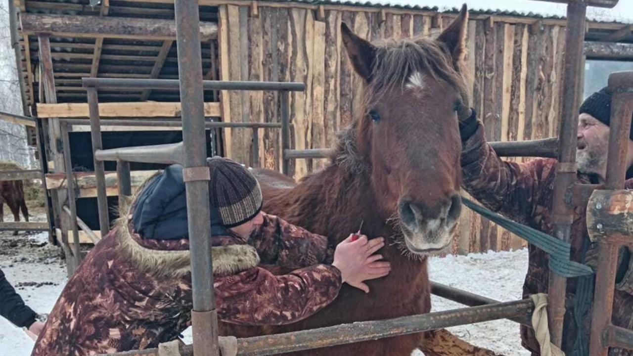 zdorove loshadey proveryayut v mordovii Специалисты проверяют здоровье конского поголовья Мордовии