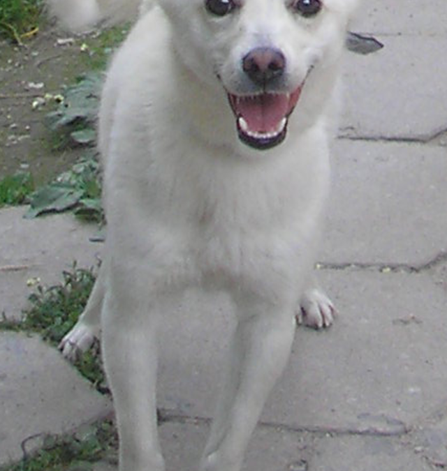 Фото: commons.wikimedia.org/Loupeznik/Creative Commons Attribution-Share Alike 3.0