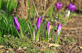 Фото: commons.wikimedia.org/Thomas Wolf (Der Wolf im Wald)/Creative Commons Attribution-Share Alike 3.0