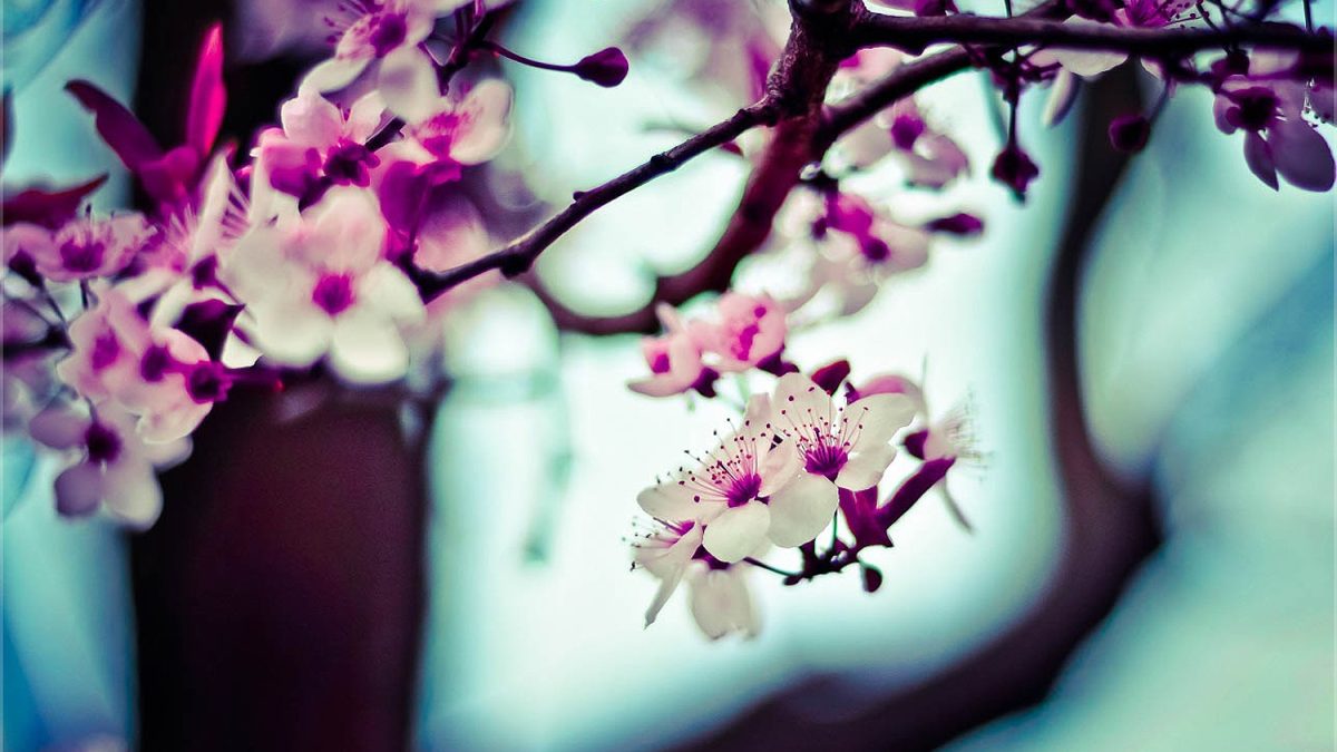 фото: pxhere.com/CC0