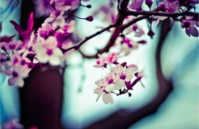 фото: pxhere.com/CC0