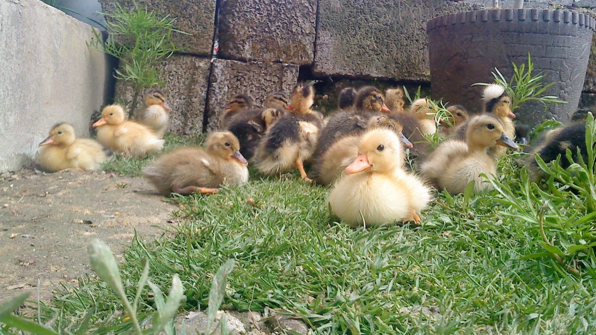 фото: pxhere.com/CC0