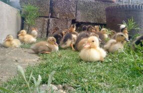 фото: pxhere.com/CC0