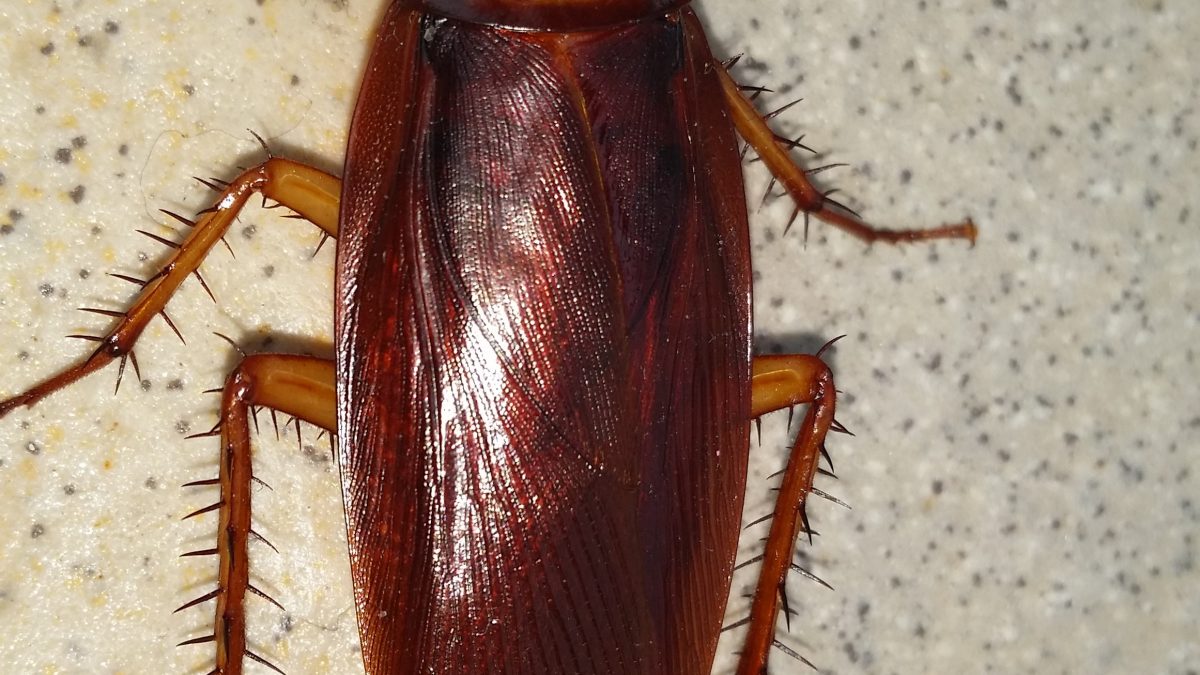 фото: pxhere.com/CC0