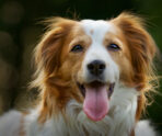 selective focus shot adorable kooikerhondje dog В Мордовии придумали новый способ борьбы с бездомными собаками
