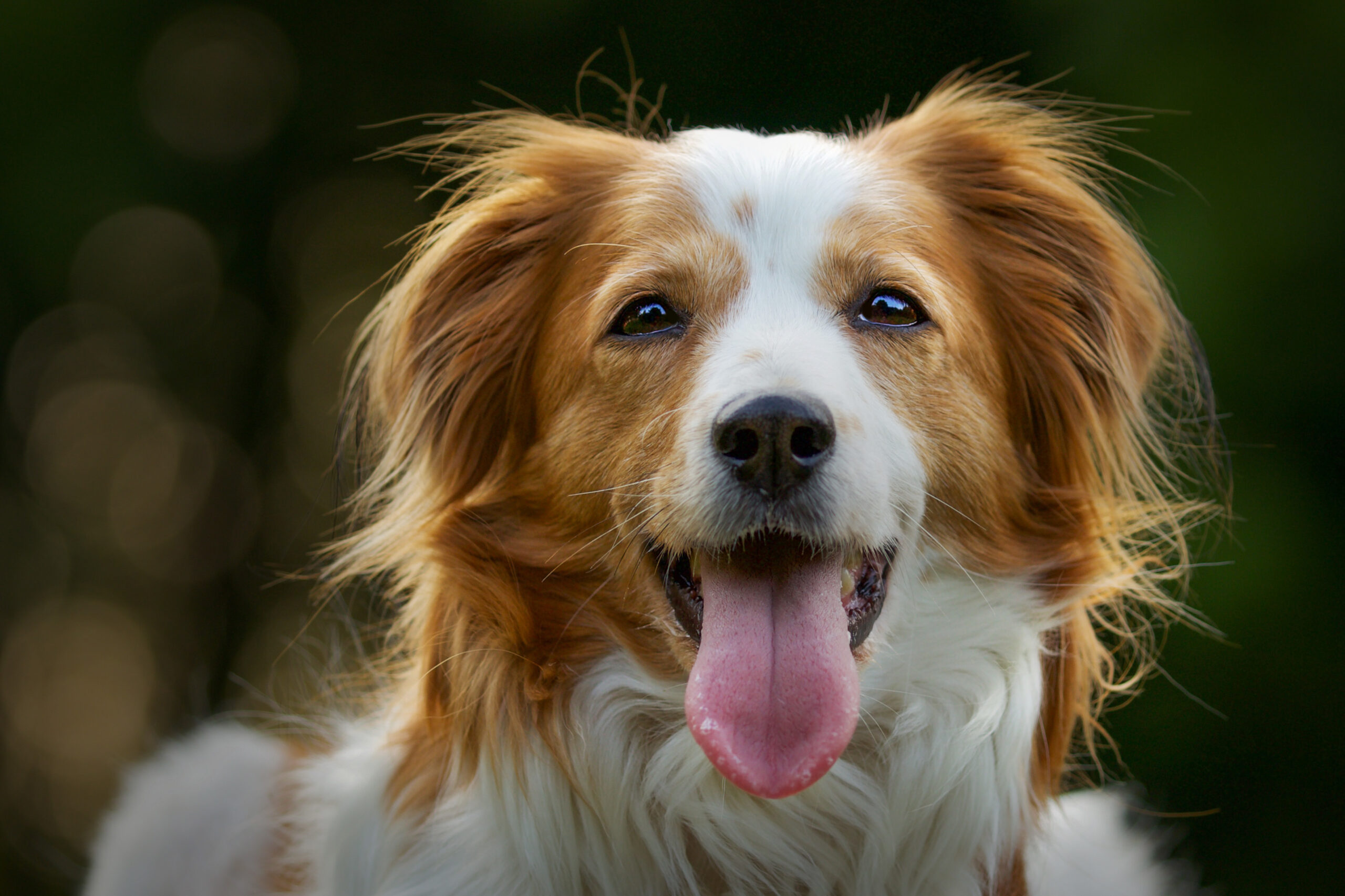 selective focus shot adorable kooikerhondje dog scaled В Мордовии придумали новый способ борьбы с бездомными собаками
