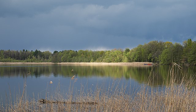 Фото: commons.wikimedia.org/V.Boldychev/Creative Commons Attribution-Share Alike 4.0
