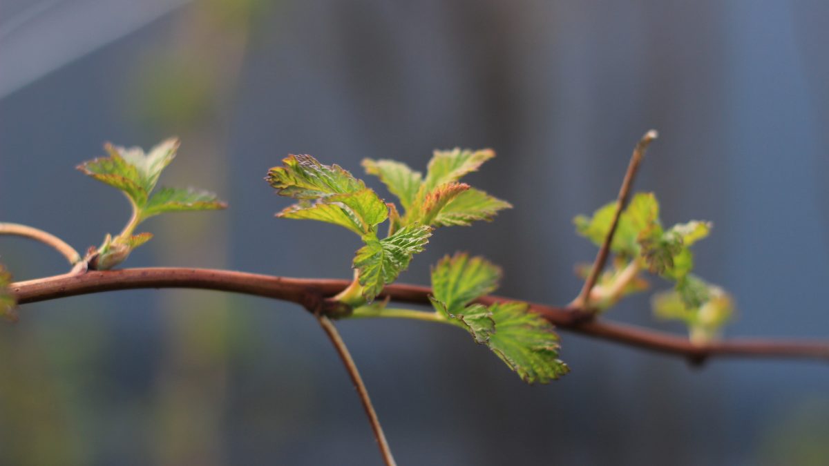 фото: pxhere.com/CC0