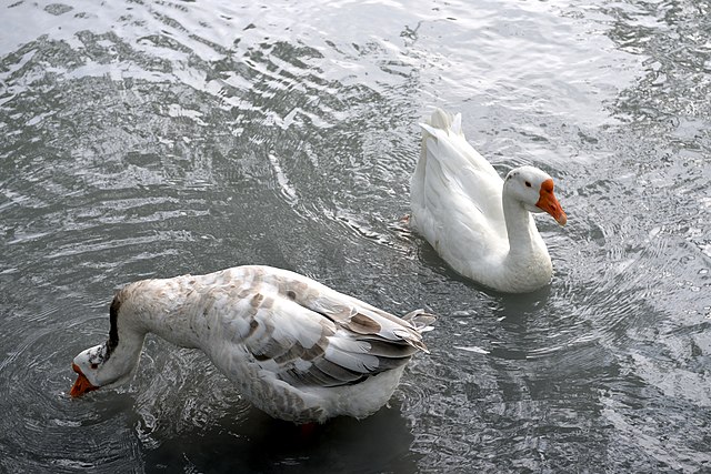Фото: commons.wikimedia.org/Александр Байдуков/Creative Commons Attribution-Share Alike 4.0