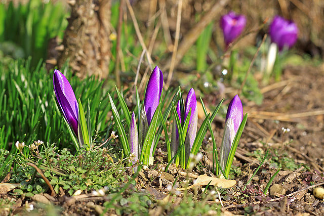 Фото: commons.wikimedia.org/Thomas Wolf (Der Wolf im Wald)/Creative Commons Attribution-Share Alike 3.0