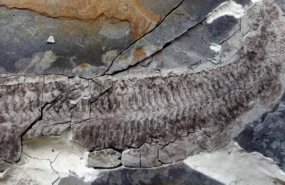 Фото: Sarah Gabbott