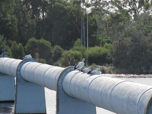 Фото: commons.wikimedia.org/Calistemon/Creative Commons Attribution-Share Alike 4.0