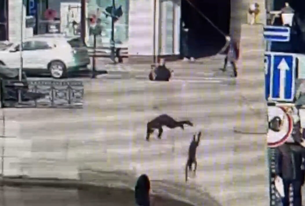 pryzhok s mosta e1743697450683 Стала известна судьба мужчины, который прыгнул с моста в Петербурге