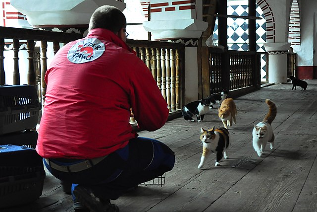 Фото: commons.wikimedia.org/Nina Bazza/Creative Commons Attribution-Share Alike 4.0