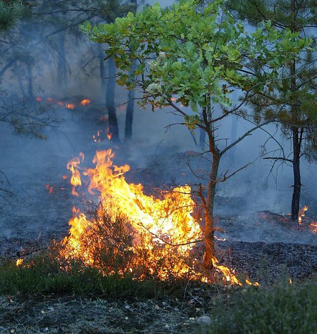 Фото: commons.wikimedia.org/Tilo/Creative Commons Attribution-Share Alike 3.0