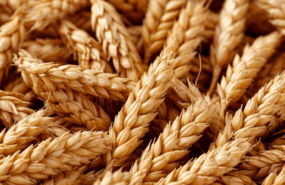 фото: pxhere.com/CC0