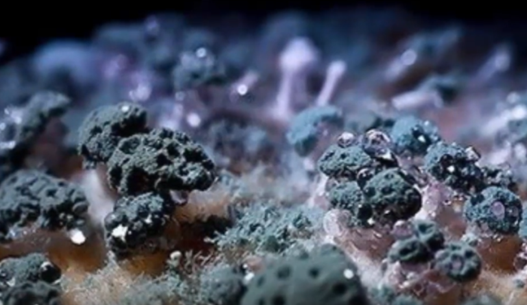 скрин видео