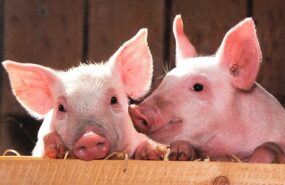 фото: pxhere.com/CC0