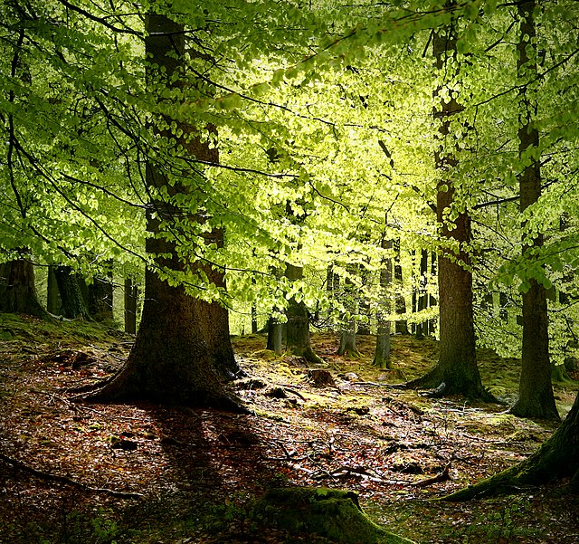 Фото: commons.wikimedia.org/Malene Thyssen/Creative Commons Attribution-Share Alike 3.0