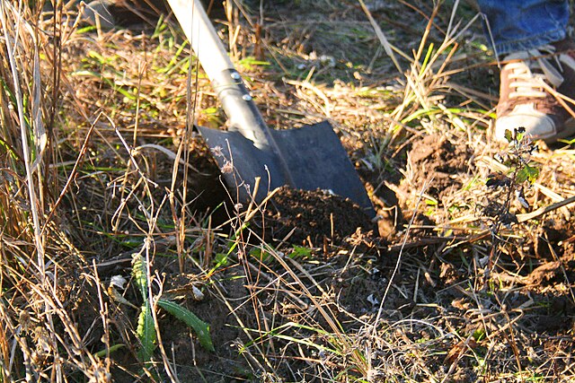 Фото: commons.wikimedia.org/Лобачев Владимир/Creative Commons Attribution-Share Alike 4.0