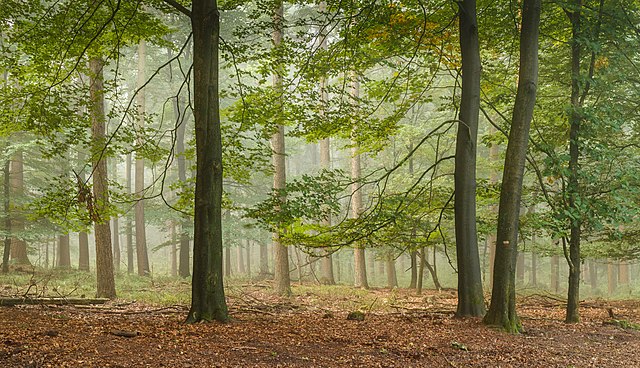 Фото: commons.wikimedia.org/Agnes Monkelbaan/Creative Commons Attribution-Share Alike 4.0