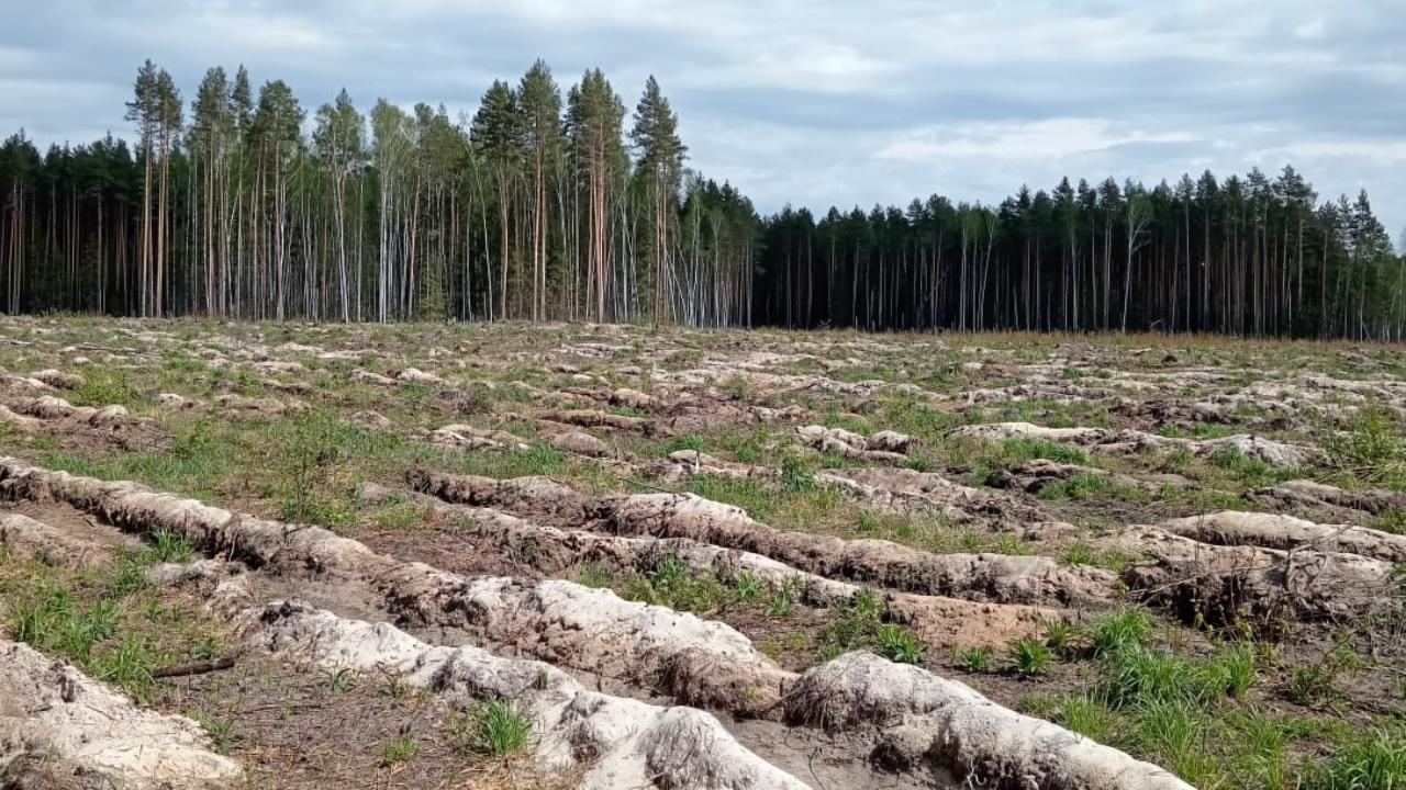 Фото: Минлесхоз РМ