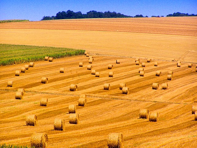 Фото: commons.wikimedia.org/Marek Ślusarczyk /Creative Commons Attribution 3.0