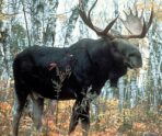 Фото: commons.wikimedia.org/USDA Forest Service/Public domain