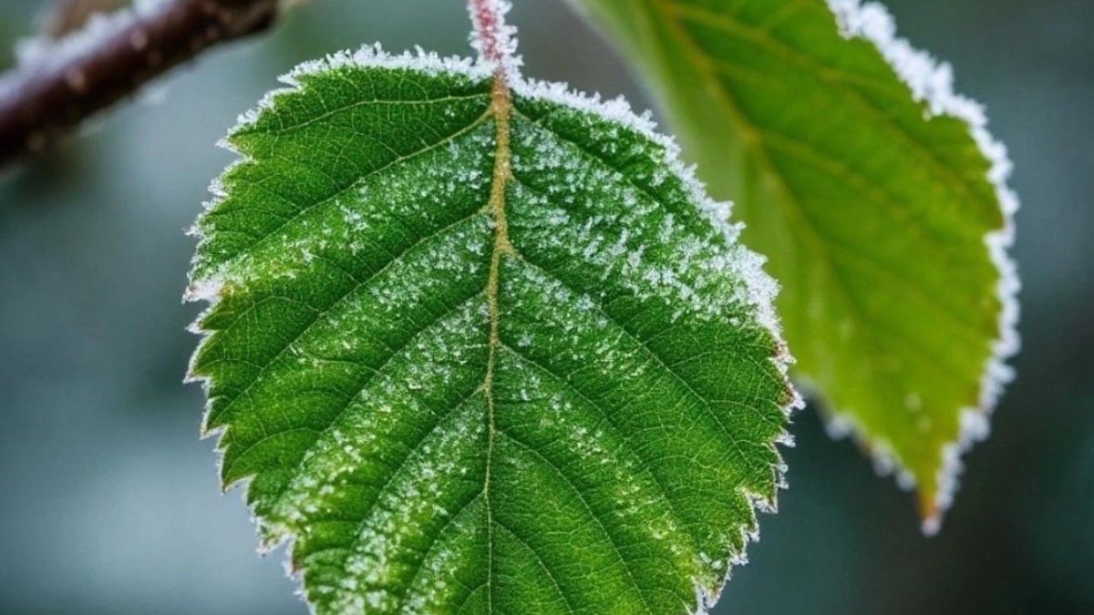 Фото: МЧС РМ