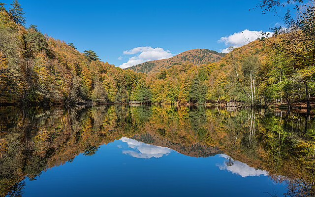 Фото: commons.wikimedia.org/A.Savin/Free Art License