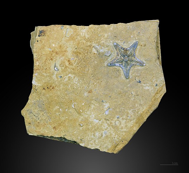 Фото: commons.wikimedia.org/Didier Descouens/Creative Commons Attribution-Share Alike 4.0