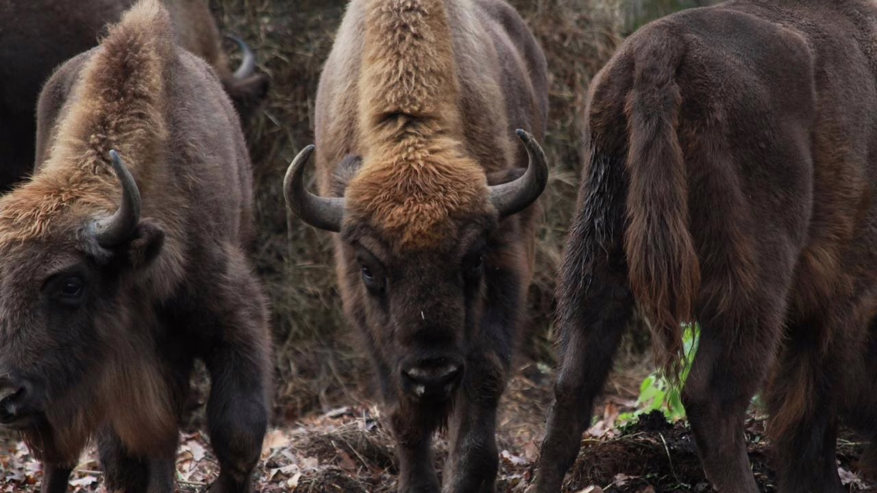 Фото: ФГБУ «Заповедная Мордовия»