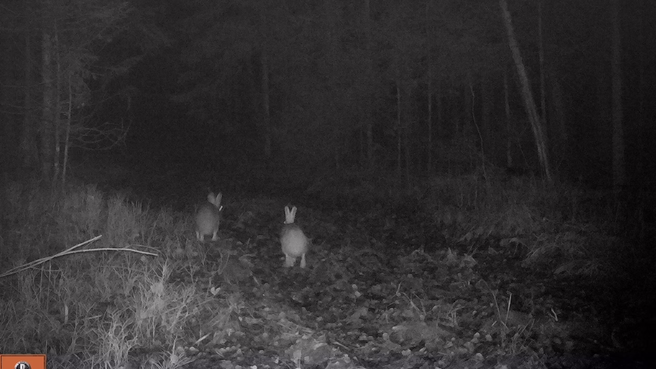 Фото: Мордовский заповедник