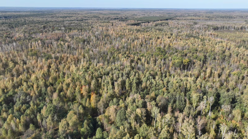 Фото: Минлесхоз РМ